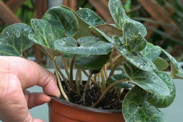 仙客来的养殖方法，每隔7-10天给植株施加一些氮肥