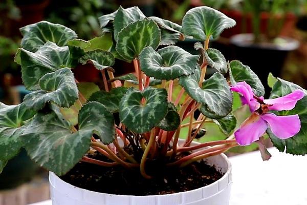 仙客来的养殖方法，每隔7-10天给植株施加一些氮肥