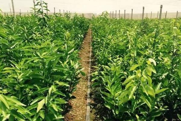 株距行距怎么计算种植数量，植数量=总面积÷（株距×行距）
