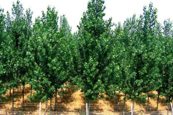 株距行距怎么计算种植数量，植数量=总面积÷（株距×行距）
