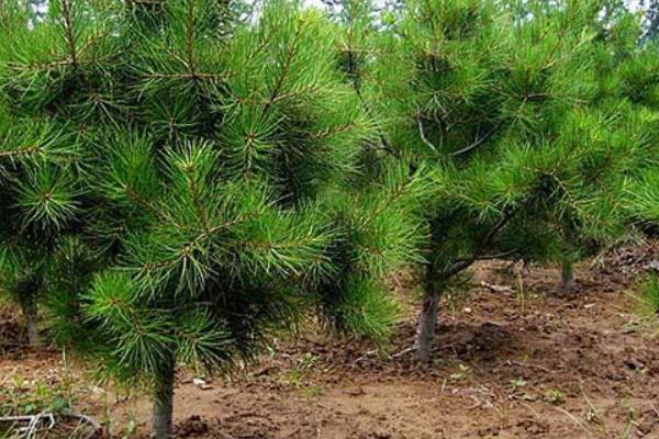 株距行距怎么计算种植数量，植数量=总面积÷（株距×行距）