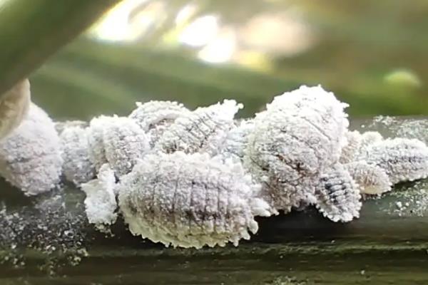 花卉出现白色虫子如何处理，剪除受害部位再喷施对应药物