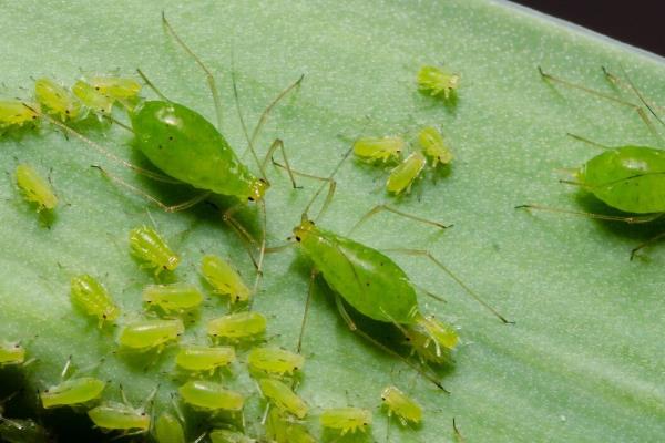 花卉出现白色虫子如何处理，剪除受害部位再喷施对应药物