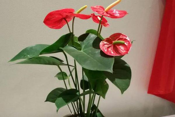 红掌有什么特点，最佳的生长温度在16-24℃