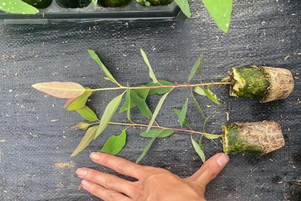 桉树的适宜种植密度，以每亩83-111株为宜