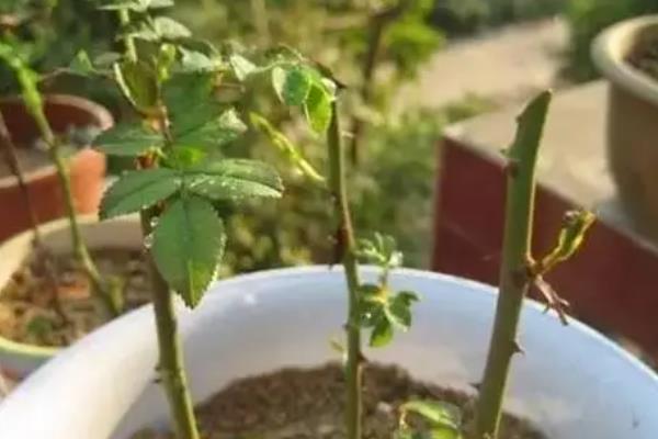 桉树的适宜种植密度，以每亩83-111株为宜