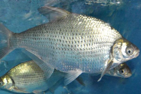 野钓鳊鱼的最佳水深，钓0.5米至2米深均