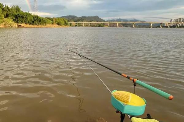 野钓鳊鱼的最佳水深，钓0.5米至2米深均