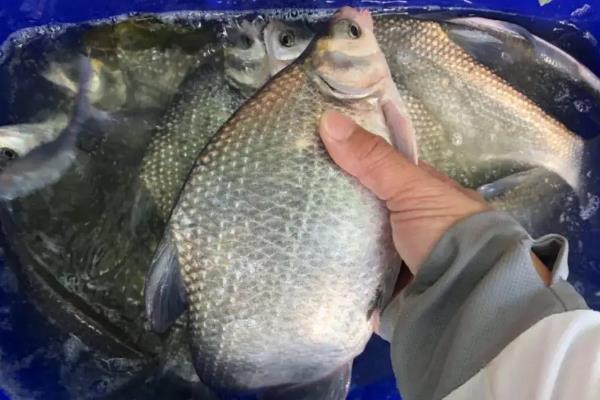 野钓鳊鱼的最佳水深，钓0.5米至2米深均