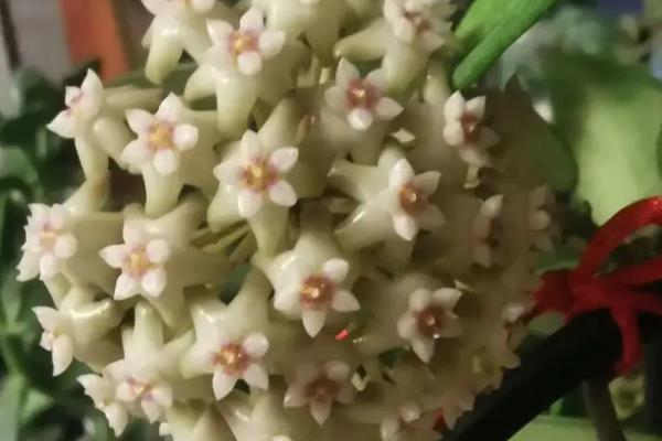 苏奈球兰的味道好不好闻，花香独特比较迷人