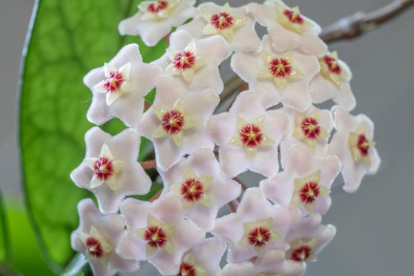 苏奈球兰的味道好不好闻，花香独特比较迷人