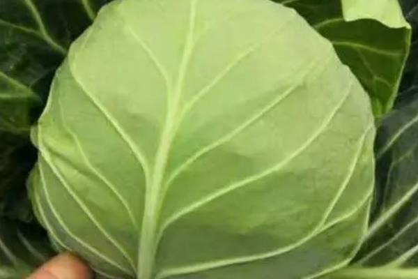 甘蓝的简介，属于十字花科草本植物