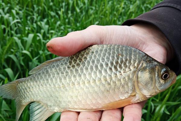 野钓鳊鱼的最佳水深，钓0.5米至2米深均