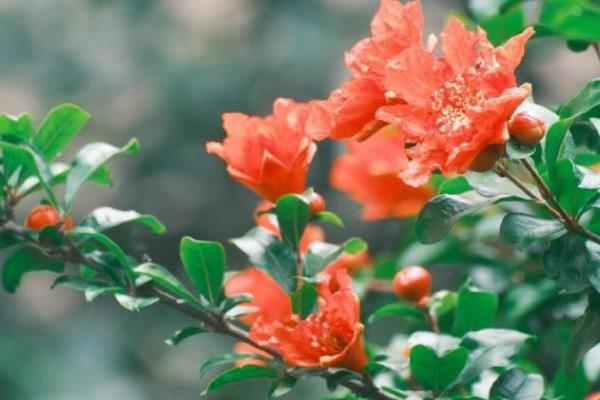 石榴花的开放时间，一般为5月份左右