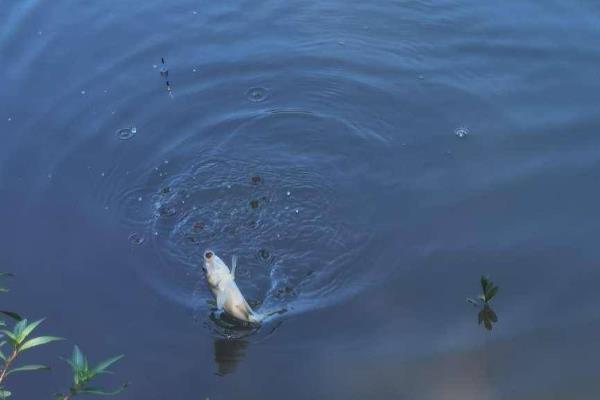 野钓鳊鱼的最佳水深，钓0.5米至2米深均
