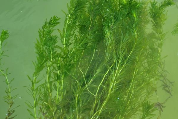 野钓鳊鱼的最佳水深，钓0.5米至2米深均