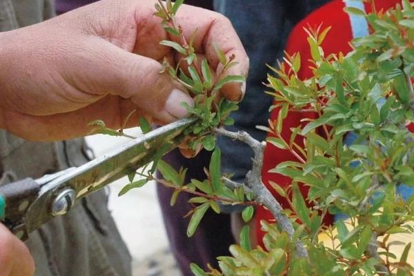 石榴花的开放时间，一般为5月份左右