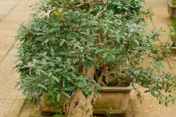 石榴花的开放时间，一般为5月份左右