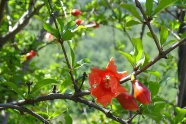 石榴花的开放时间，一般为5月份左右