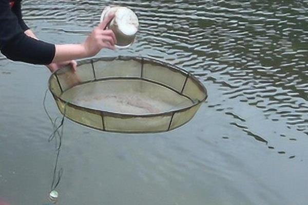 怎么养虾，每天早上、傍晚都要喂食