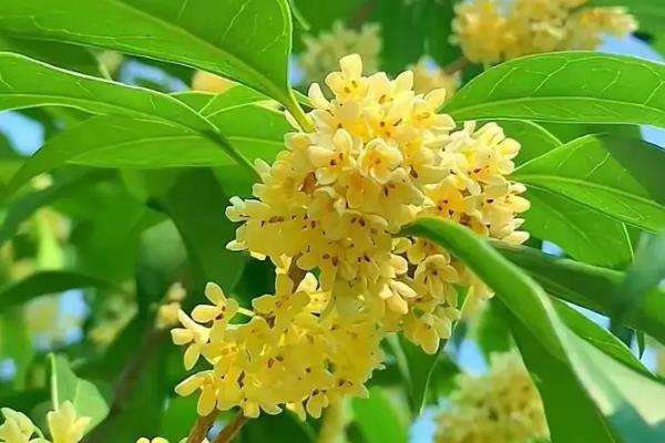 花期长又香的花，有桂花、米兰花、栀子花等