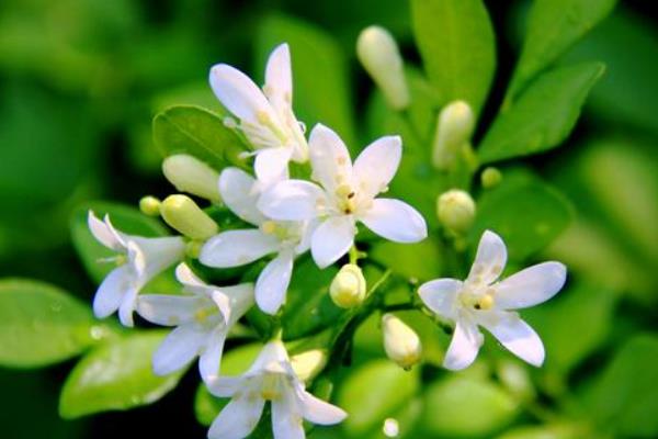 花期长又香的花，有桂花、米兰花、栀子花等