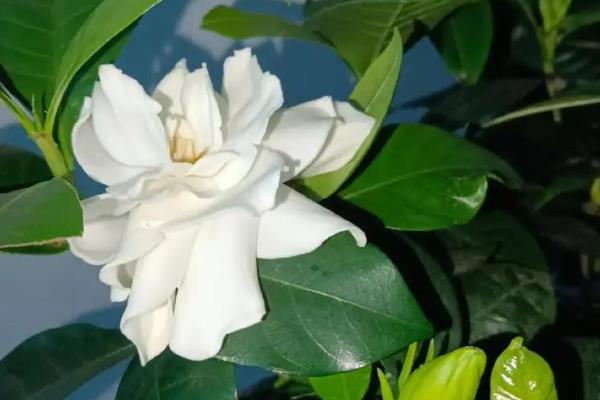 花期长又香的花，有桂花、米兰花、栀子花等