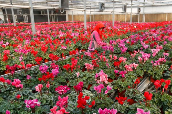 花期长又香的花，有桂花、米兰花、栀子花等