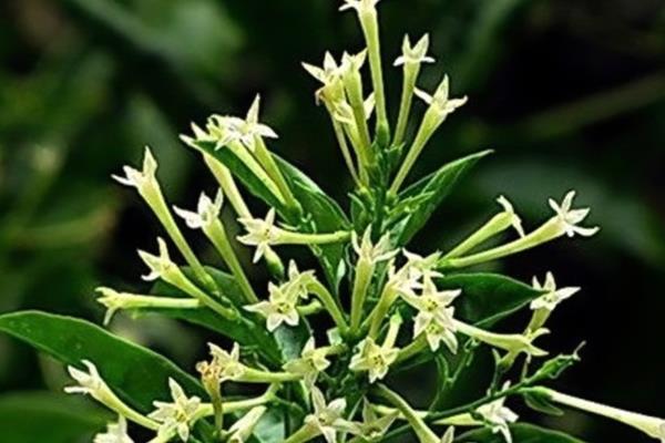 花期长又香的花，有桂花、米兰花、栀子花等