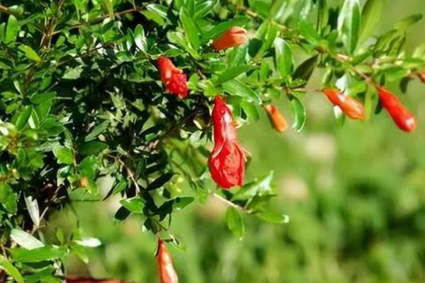 石榴花的开放时间，一般为5月份左右