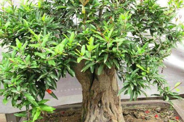 石榴花的开放时间，一般为5月份左右