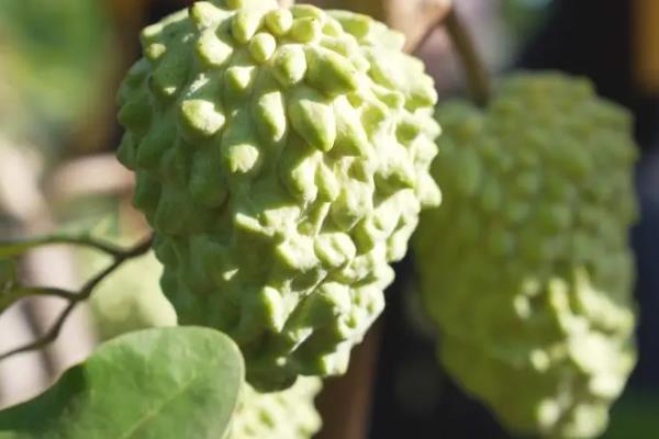 释迦果的品种有哪些，常见的有凤梨释迦果、大目释迦果等