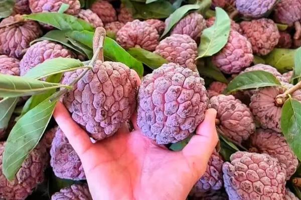 释迦果的品种有哪些，常见的有凤梨释迦果、大目释迦果等