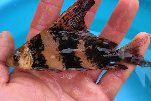 一帆风顺鱼的养殖方法,一定要保持水质清、爽、肥