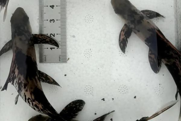 一帆风顺鱼的养殖方法,一定要保持水质清、爽、肥