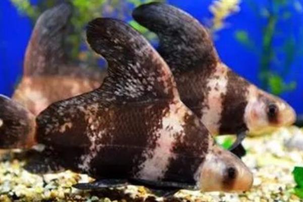 一帆风顺鱼的养殖方法,一定要保持水质清、爽、肥