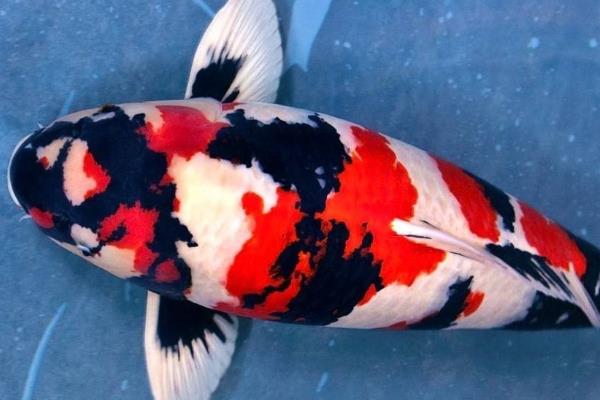 一帆风顺鱼的养殖方法,一定要保持水质清、爽、肥