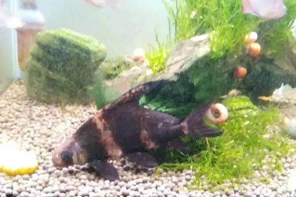 一帆风顺鱼的养殖方法,一定要保持水质清、爽、肥