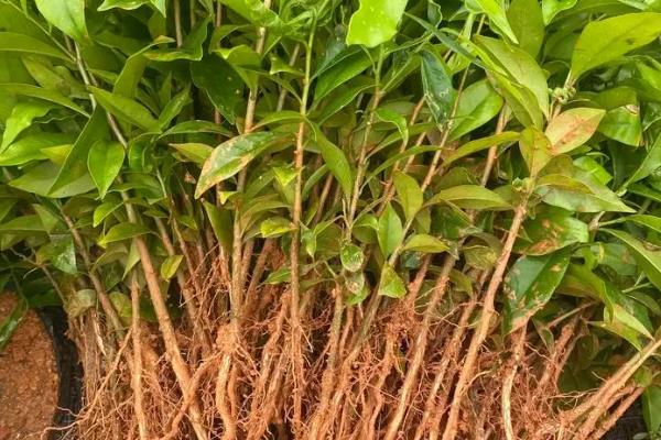 奇南香适合在哪些地方种植,适合在热带和亚热带地区种植