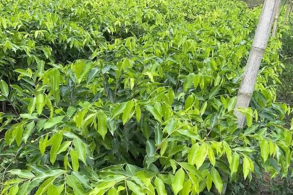 奇南香适合在哪些地方种植,适合在热带和亚热带地区种植