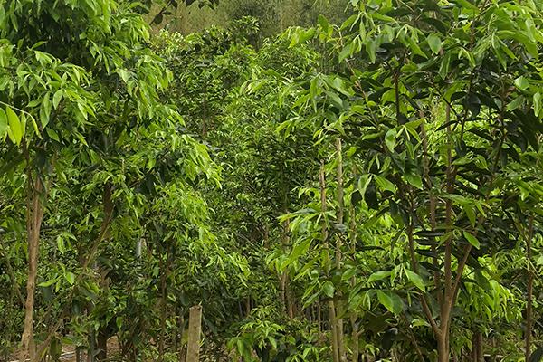 奇南香适合在哪些地方种植,适合在热带和亚热带地区种植