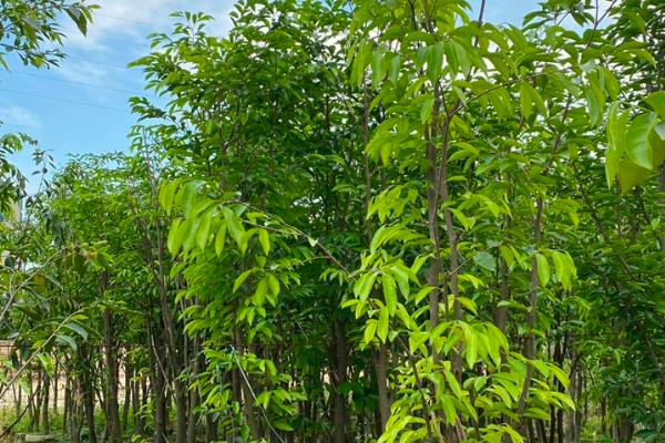 奇南香适合在哪些地方种植,适合在热带和亚热带地区种植