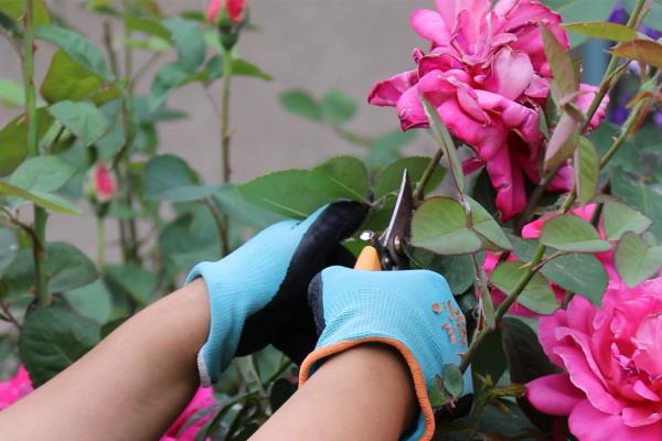 月季花何时剪枝，可在生长期、休眠期和花期修剪