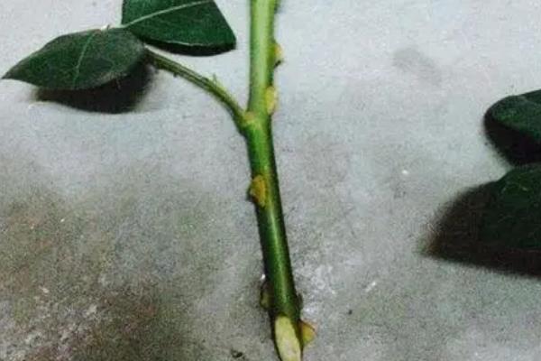 月季花何时剪枝，可在生长期、休眠期和花期修剪