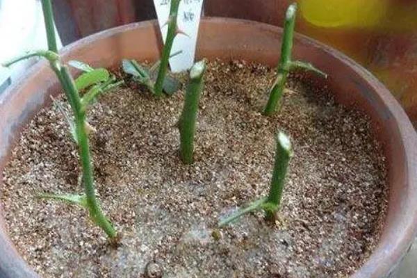 月季花何时剪枝，可在生长期、休眠期和花期修剪