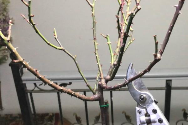 月季花何时剪枝，可在生长期、休眠期和花期修剪