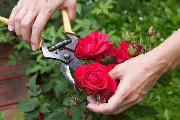 月季花何时剪枝，可在生长期、休眠期和花期修剪