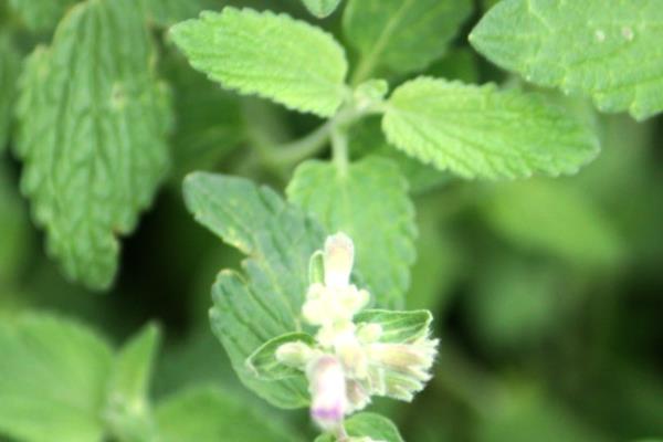 蝎子怕什么植物，害怕薄荷、艾蒿等