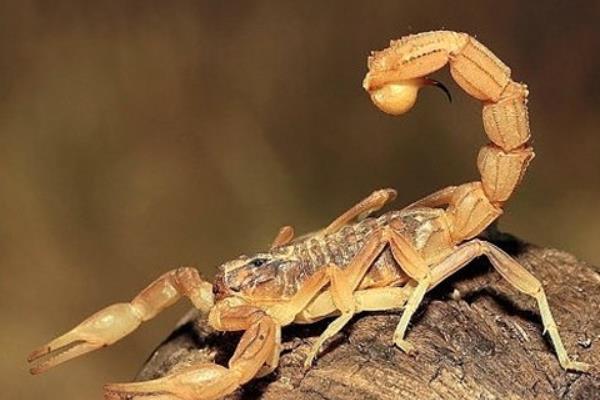 蝎子怕什么植物，害怕薄荷、艾蒿等