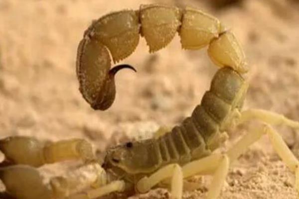 蝎子怕什么植物，害怕薄荷、艾蒿等